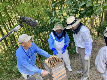 絶滅危惧のニホンミツバチを救い、環境を守ろう