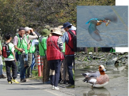 山崎川と周辺の野鳥観察