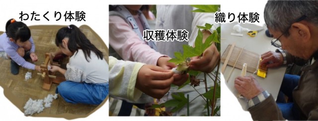 ももなも耕せプロジェクト 「いのこしの畑で綿をつくろう！」