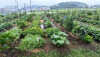 有機菜園で「自然の循環」を体験し、堆肥を入れた畑で栽培に挑戦！