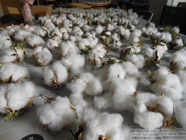 “わた”の収穫・種取り・糸紡ぎを体験！