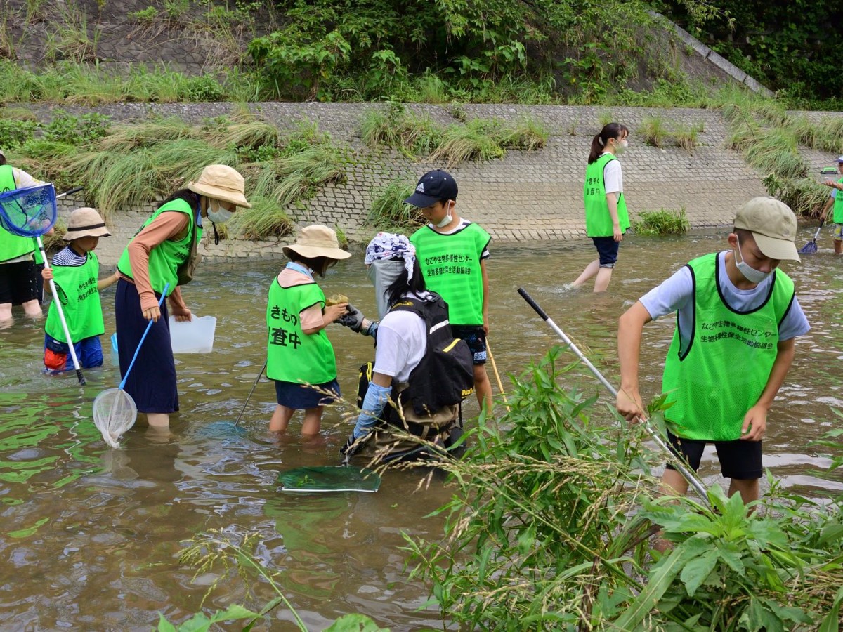 山崎川の生き物観察