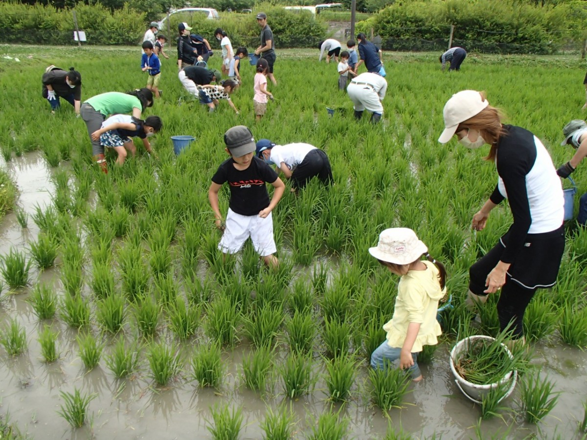 田んぼ体験しよう！