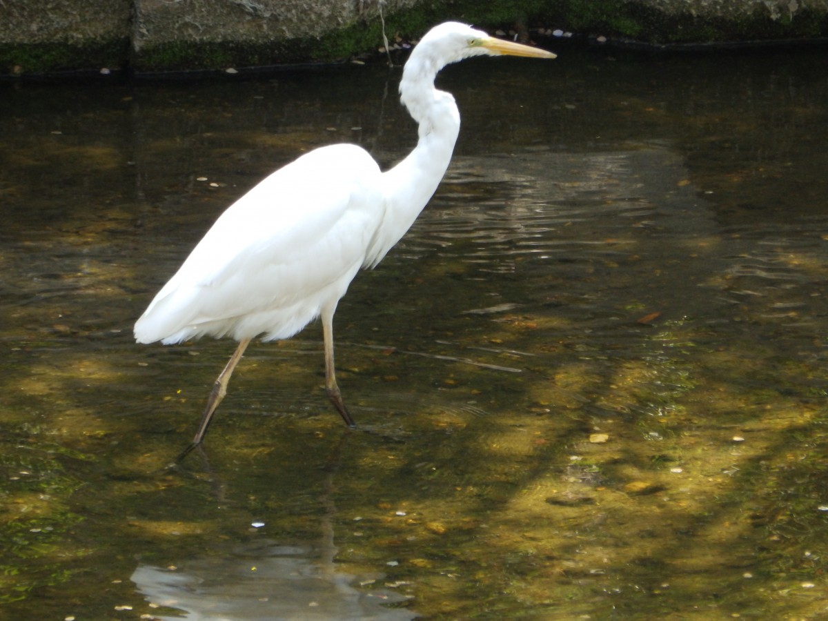 山崎川と周辺の野鳥を探してみよう!