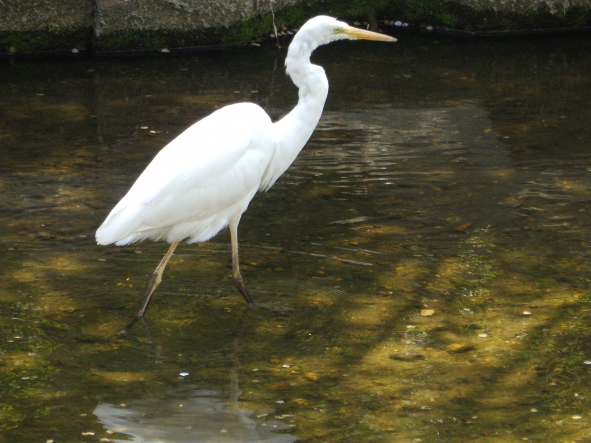 山崎川と周辺の野鳥を探してみよう！