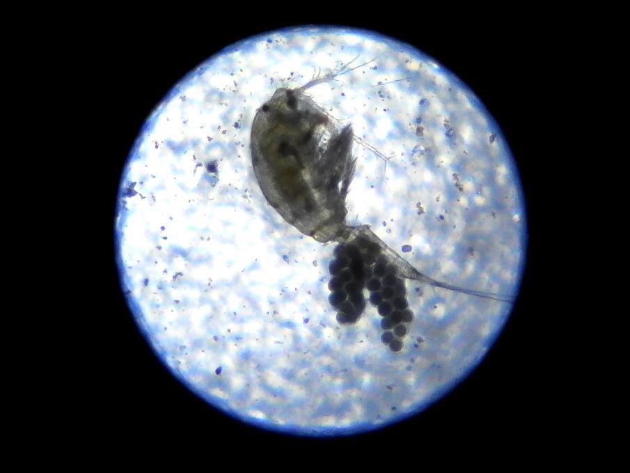 のぞいてみよう!水の中の小さな生き物たちの世界
