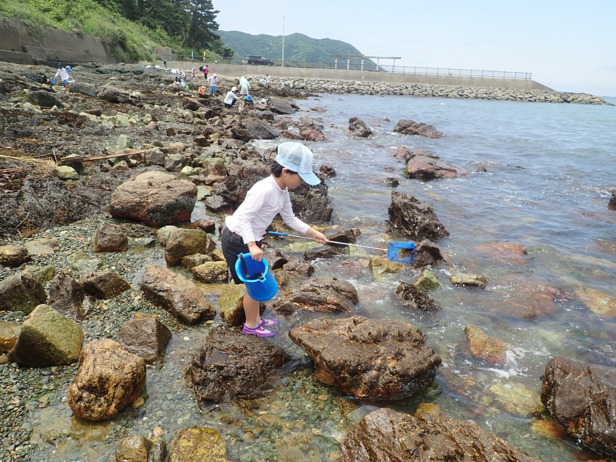 渥美の磯で珍しい生き物を探そう!