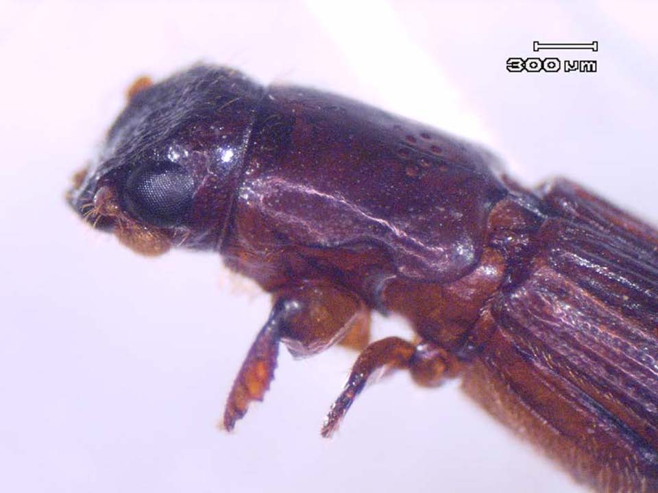 森林・樹木で暮らす生き物たちのリアル