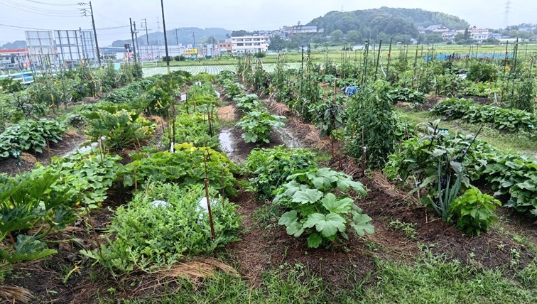 有機菜園で「自然の循環」を体験し、堆肥を入れた畑で栽培に挑戦！